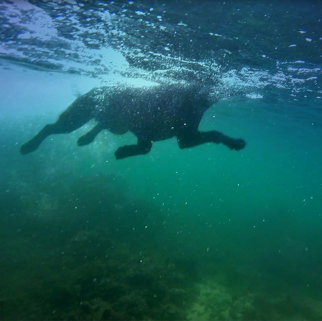 I was snorkeling when I felt something touching me. I turned my head and a big black thing was next to me. It made me jump out of the water and cut my foot with the corals.<br>Thanks for the huge scare, Thai dog! 