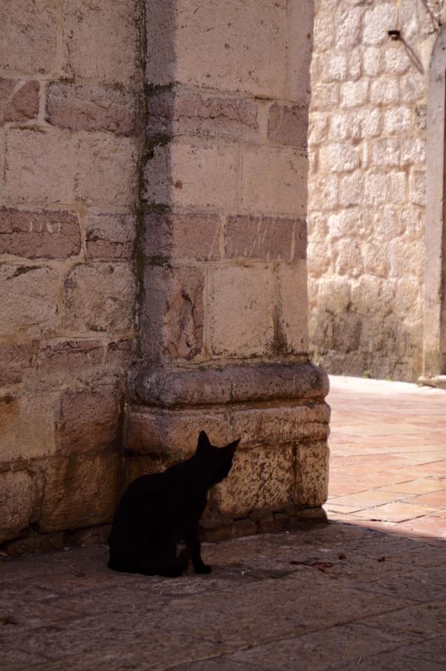 "The cats presence in Kotor is absolutely overwhelming. They don't just inhabit the tiny town: they define it."<br><br>Day 4, Kotor, Montenegro